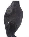 Very Dark Coachman Fly Tying Cape Neck Australia