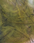 Petitjean CDC Olive