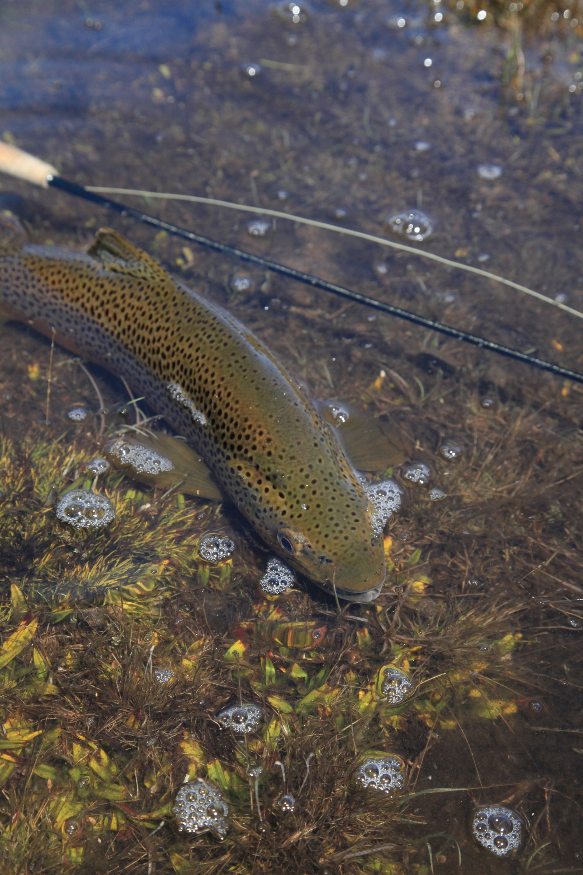 Trout Opening tips from IFS - West, East and Southern Tasmania