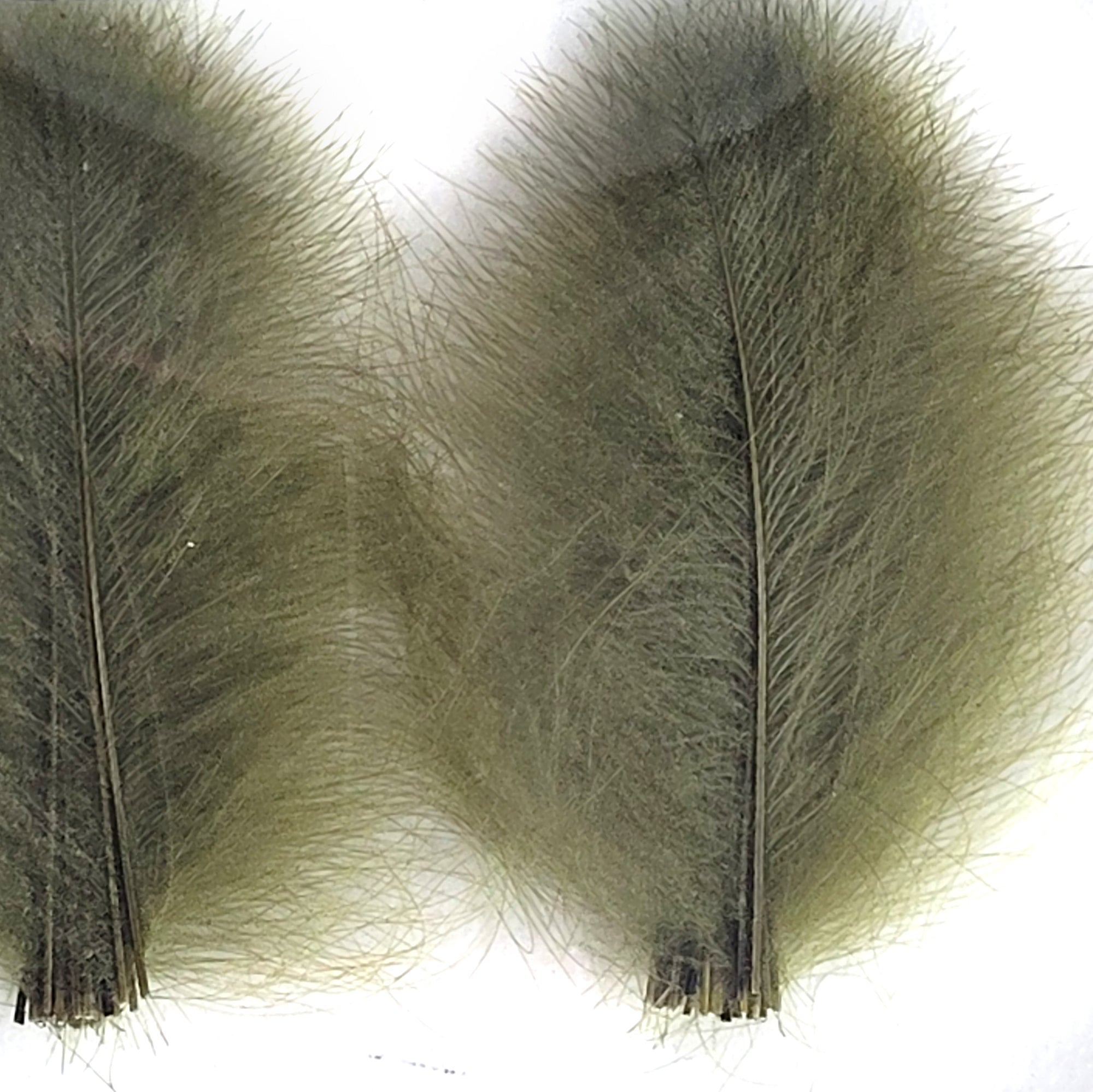 CDC Premium feathers 50 pack Australia New Zealand Fly tying