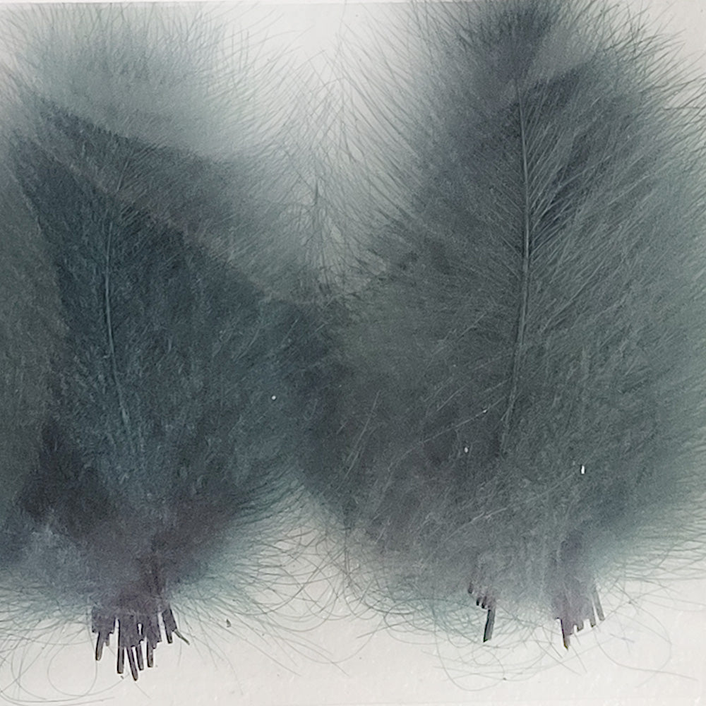 CDC Premium feathers 50 pack Australia New Zealand Fly tying