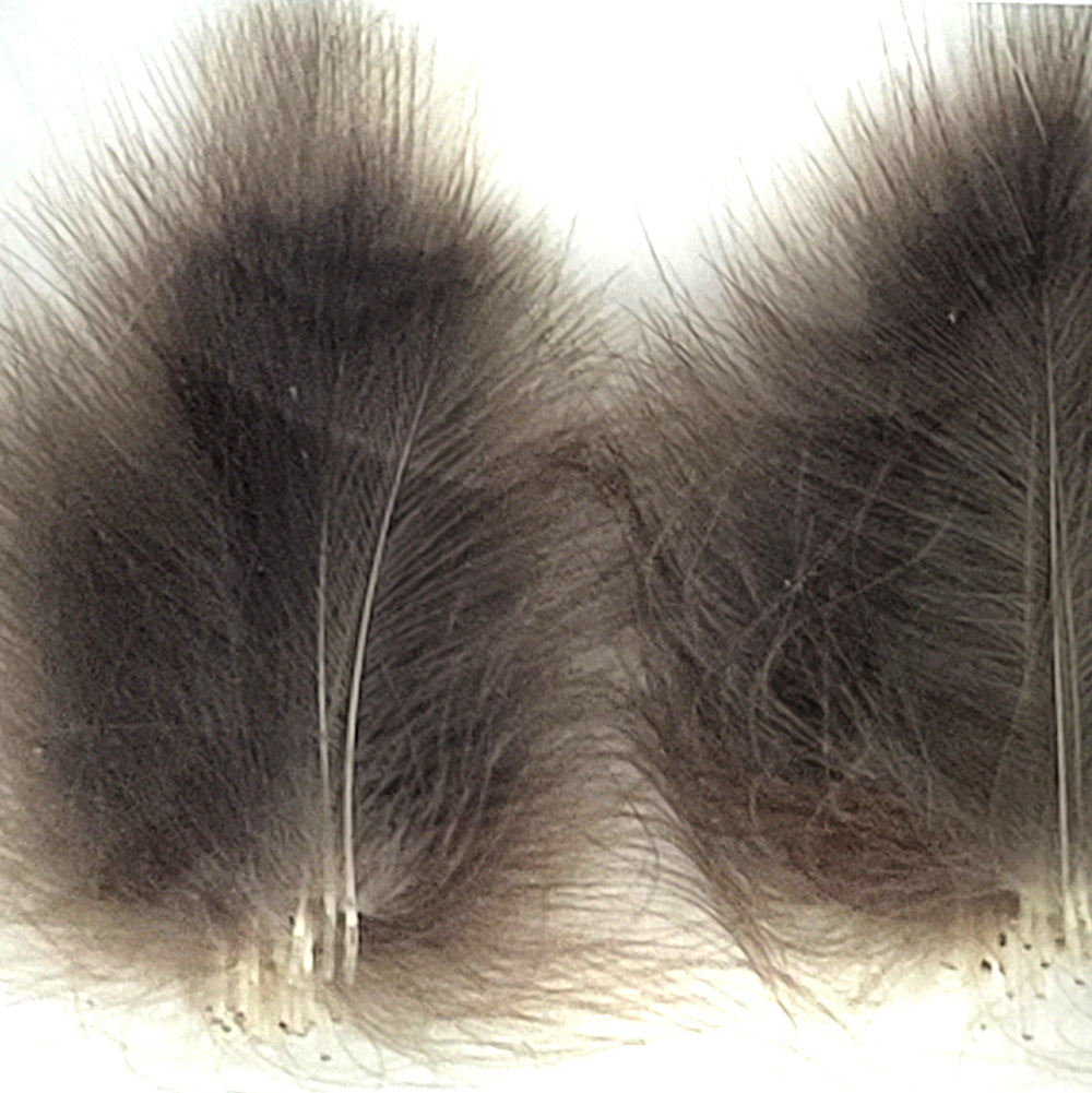 CDC Premium feathers 50 pack Australia New Zealand Fly tying