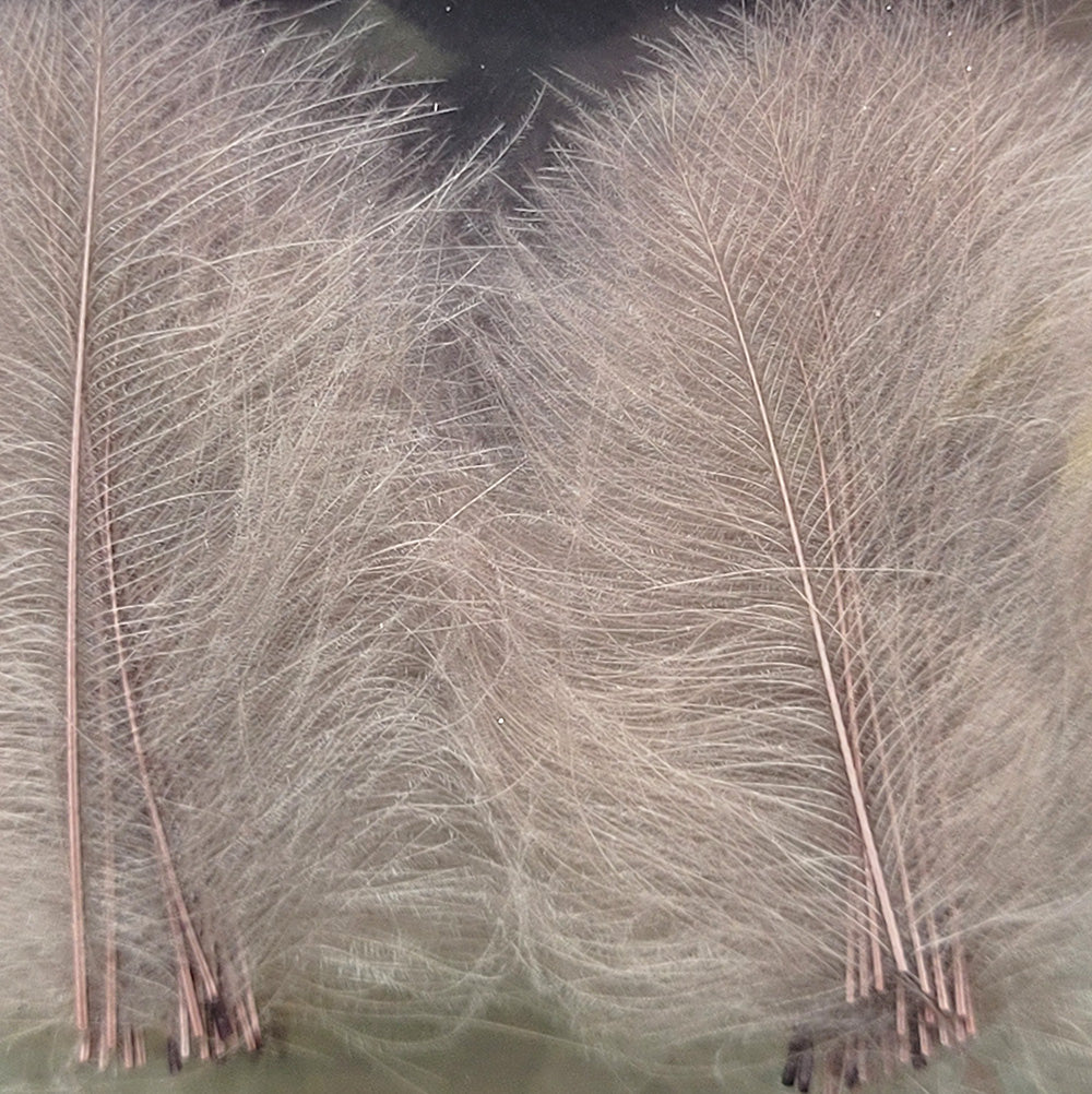 CDC Premium feathers 50 pack Australia New Zealand Fly tying