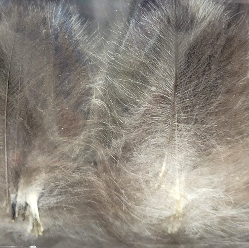 CDC Premium feathers 50 pack Australia New Zealand Fly tying