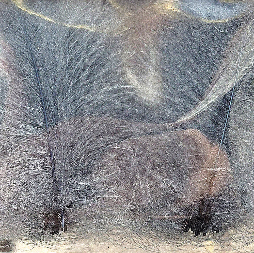 CDC Premium feathers 50 pack Australia New Zealand Fly tying