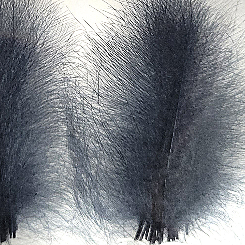 CDC Premium feathers 50 pack Australia New Zealand Fly tying