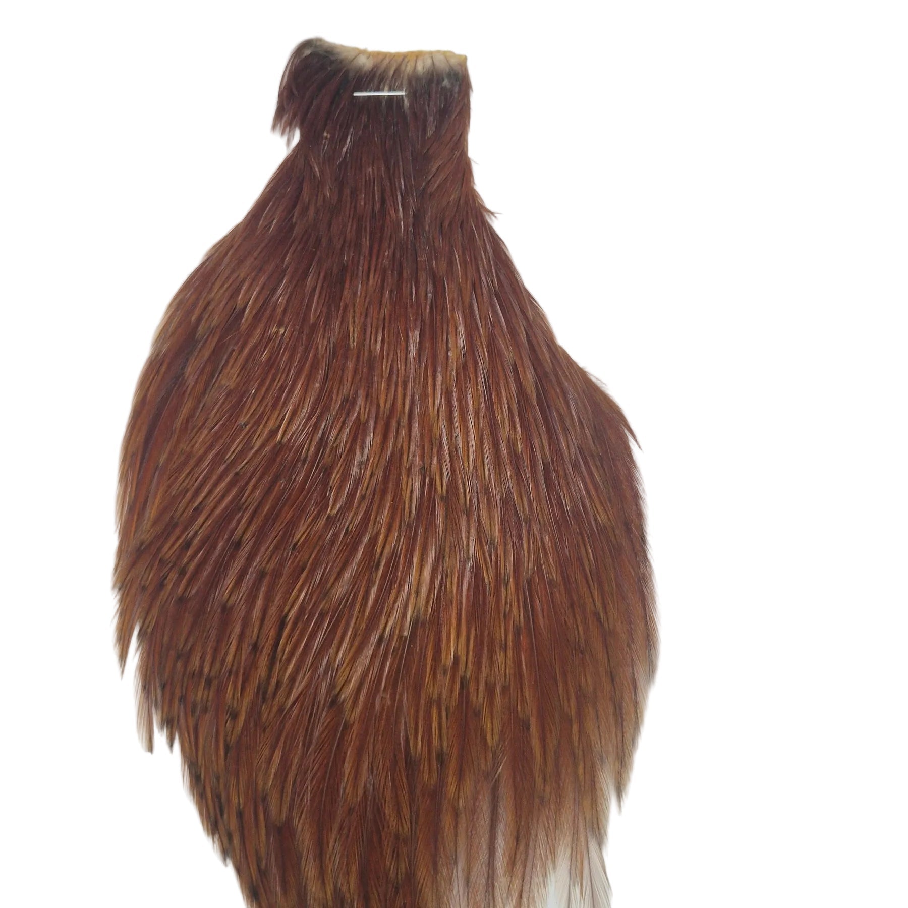 Ginger neck hackle Australia NZ