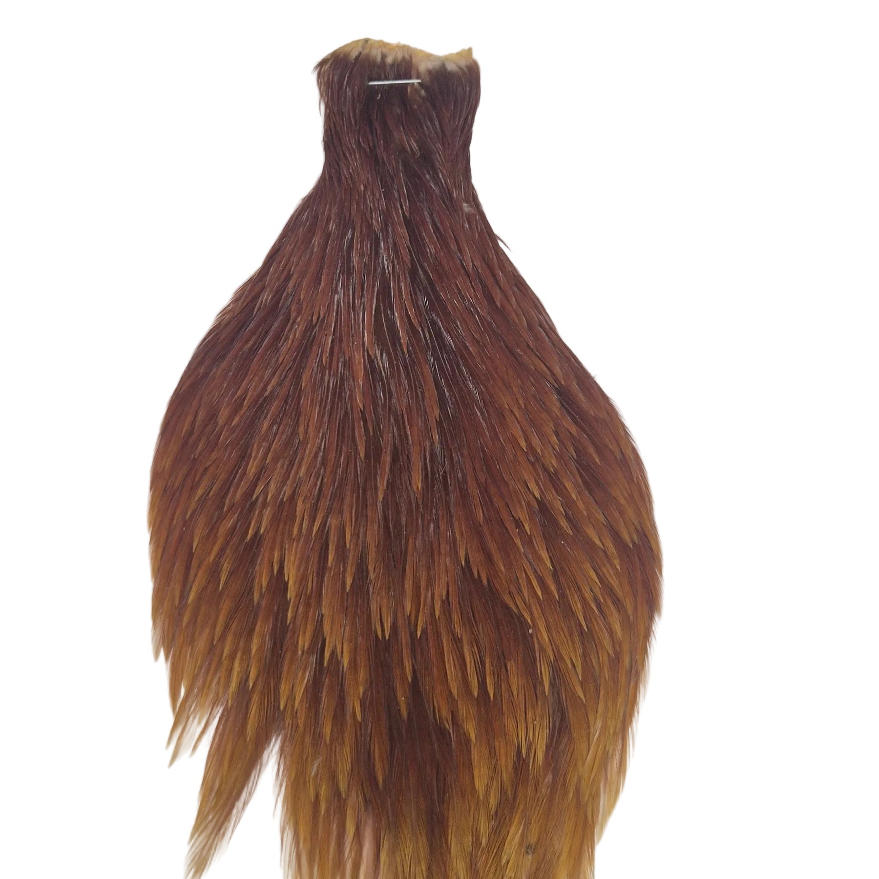Ginger neck hackle Australia NZ