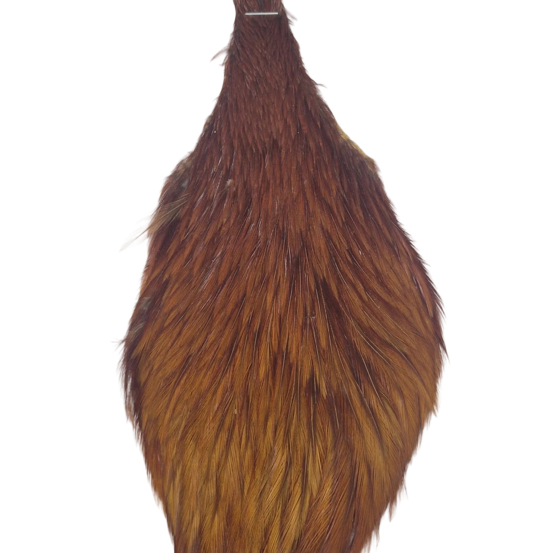 Ginger neck hackle Australia NZ