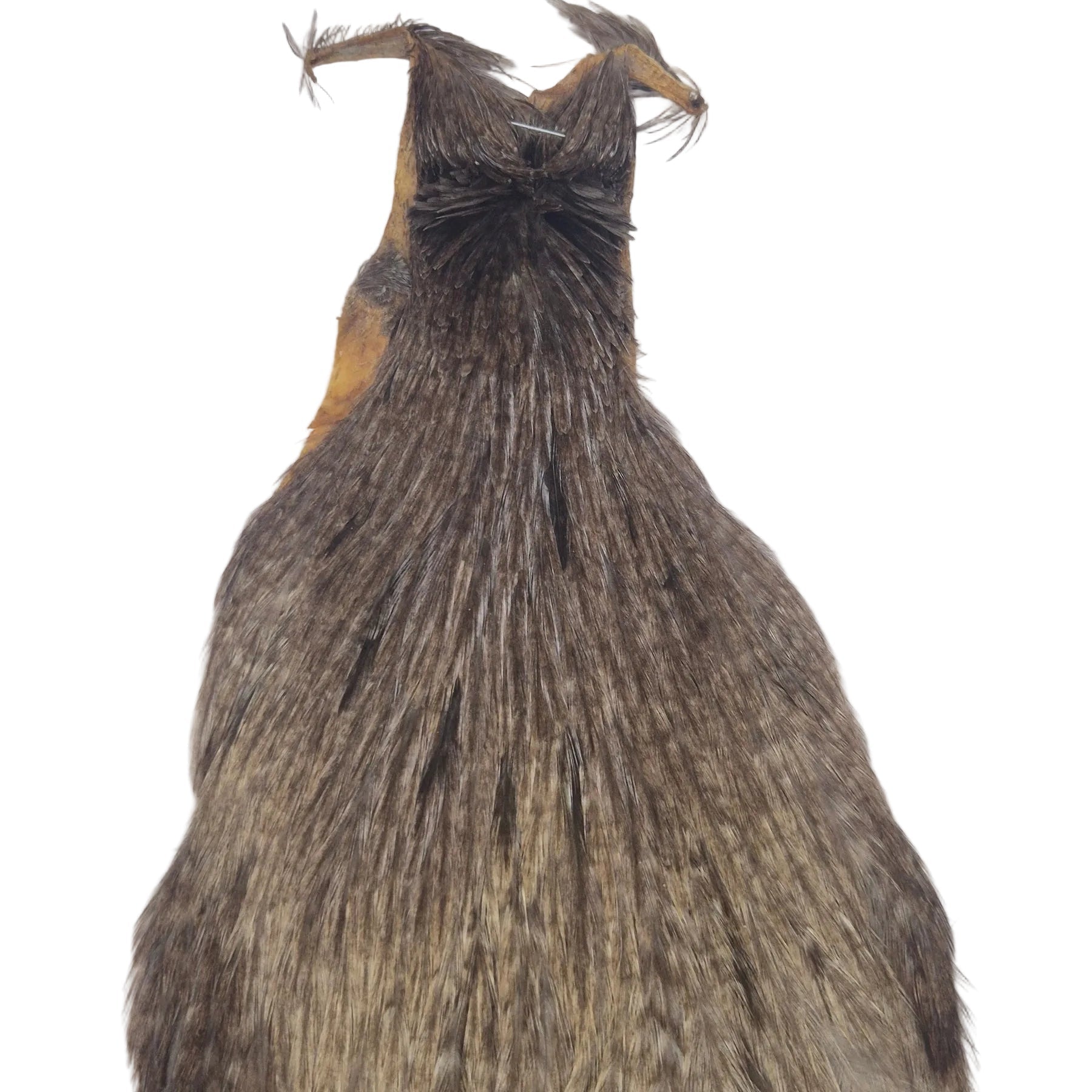 Spotted dun neck hackle Australia NZ