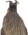Spotted dun neck hackle Australia NZ