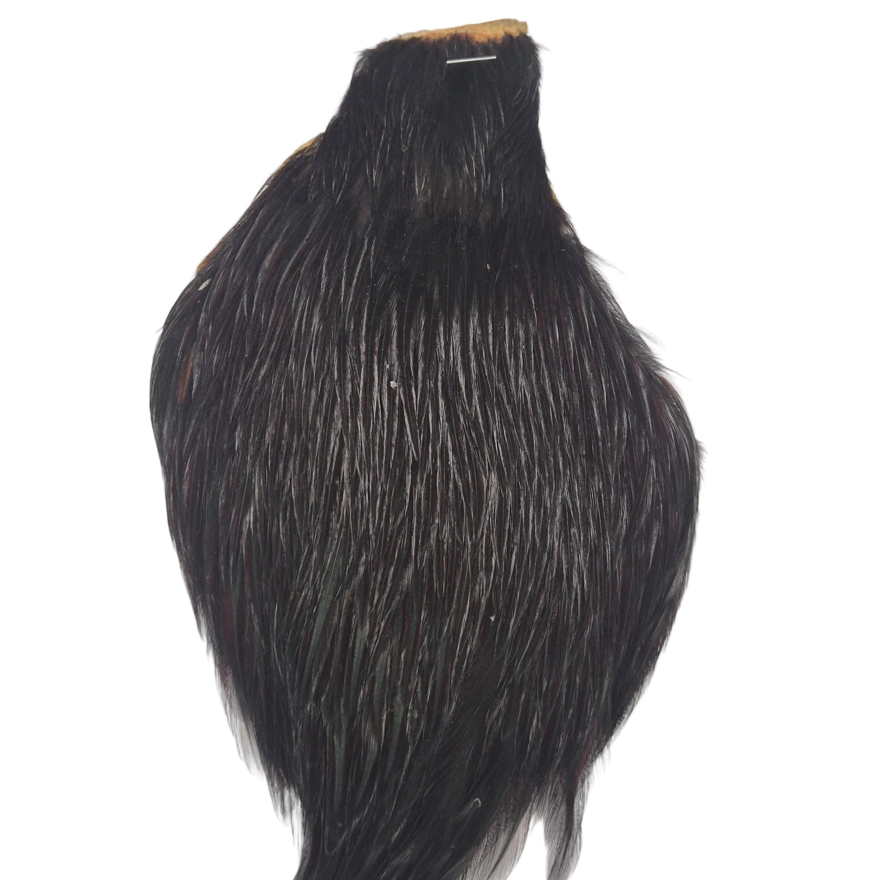 black neck hackle Australia NZ