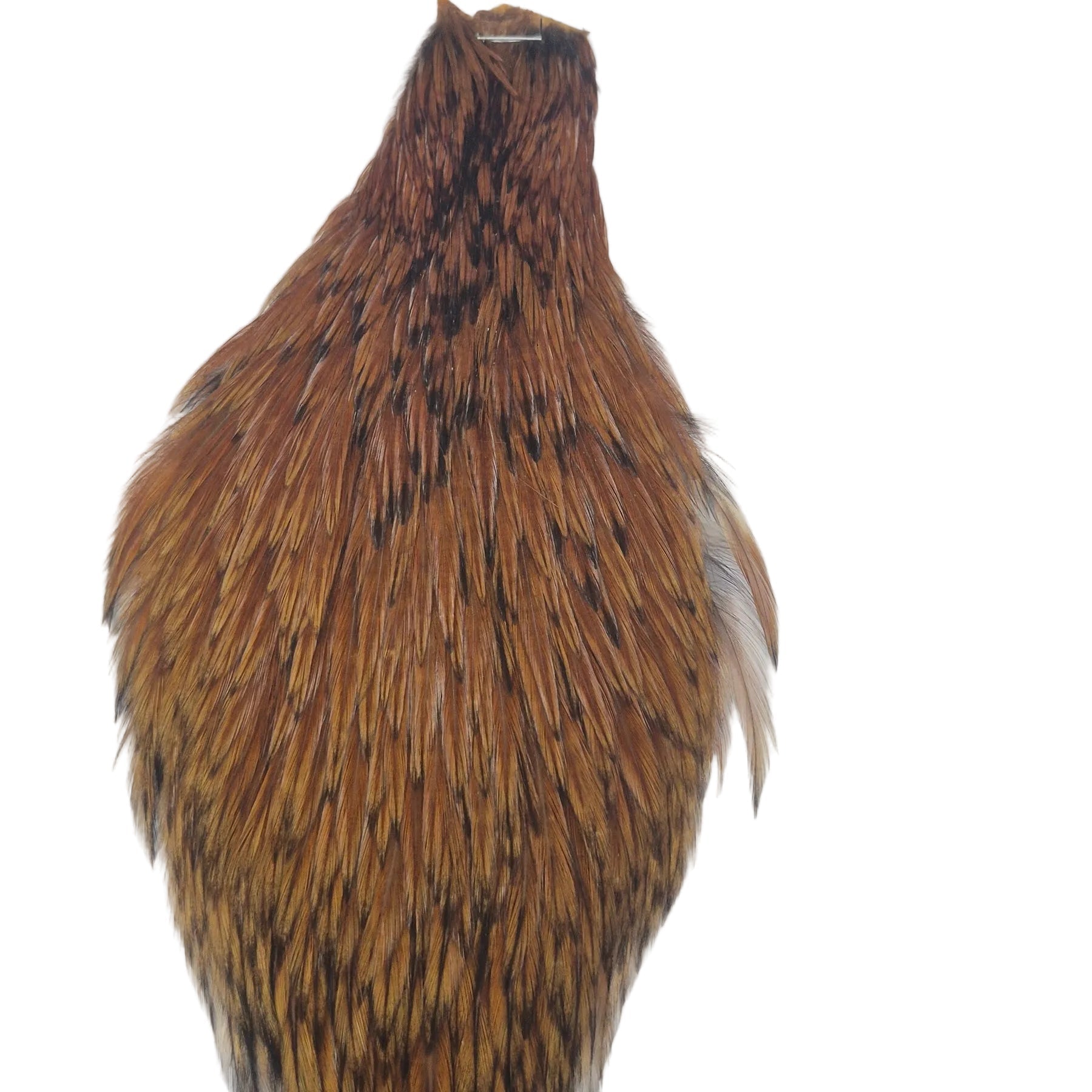 Coachman neck hackle Australia NZ