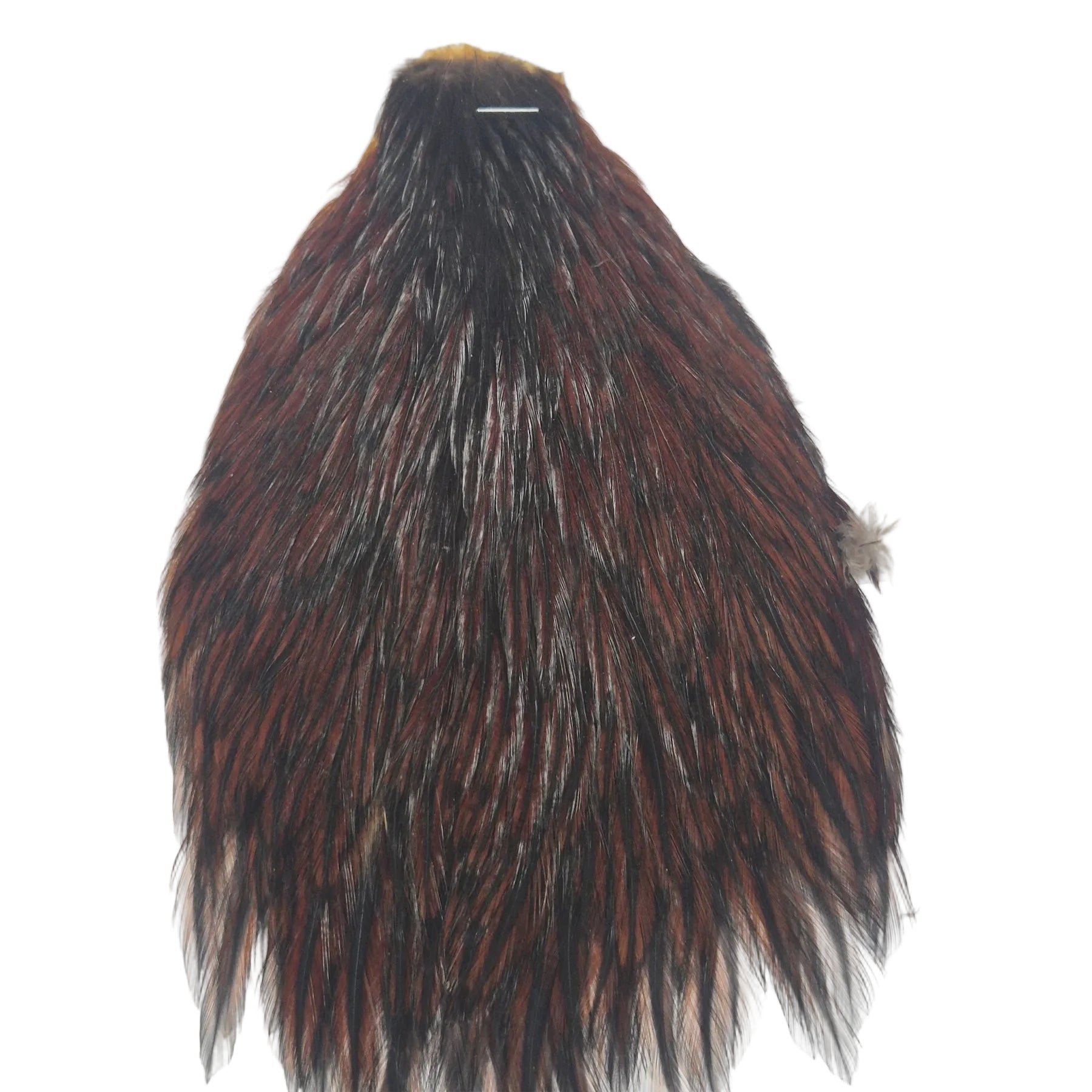 Dark coachman neck hackle Australia NZ