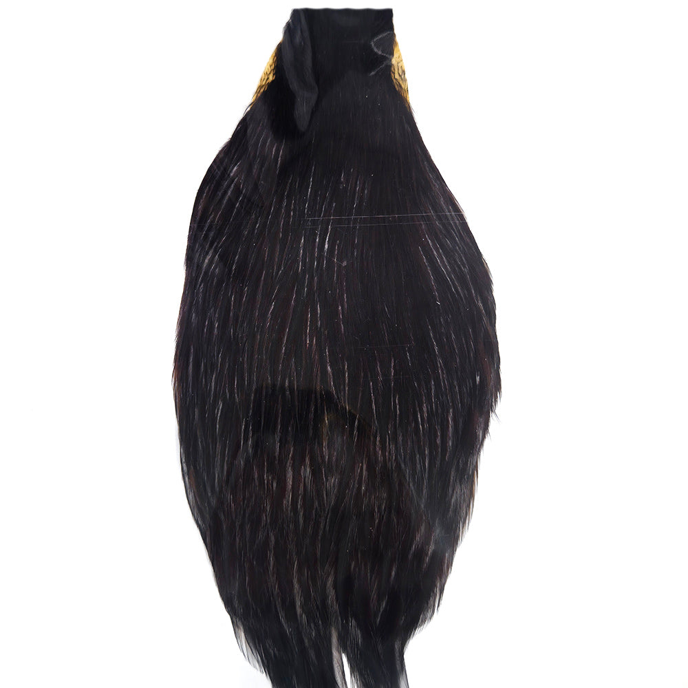 Very Dark Coachman Fly Tying Cape Neck Australia