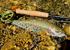 GLoomis World's best fly rod Australia