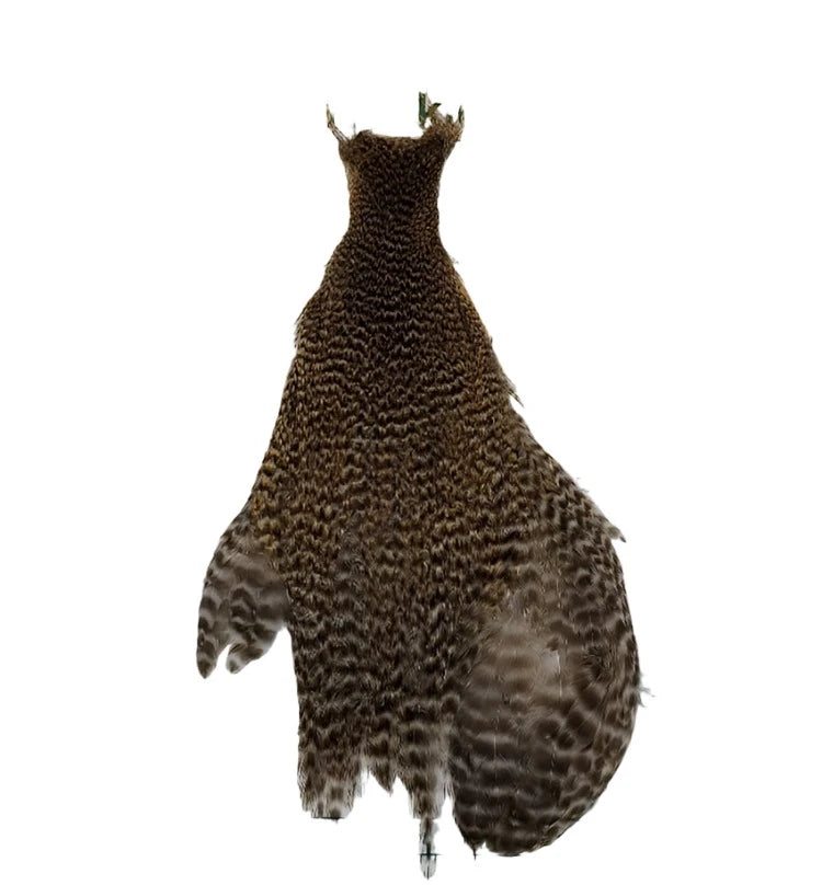 Ewing Hen  Cape Australia nz