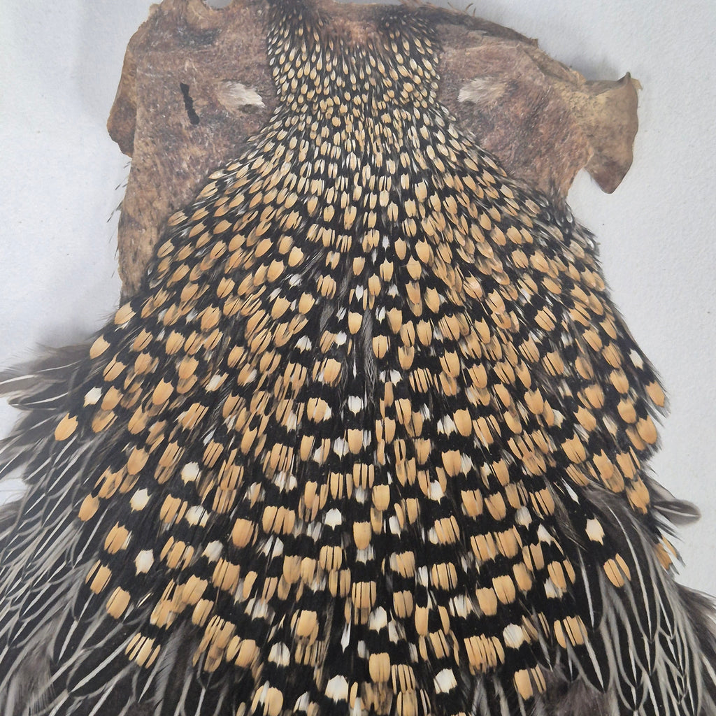 Indian Jungle Cock Cape