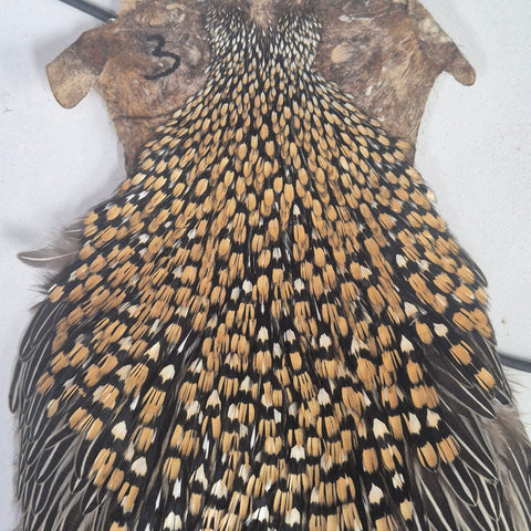 Indian Jungle Cock Cape