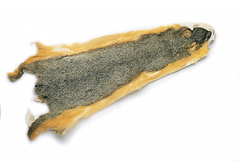 Fox Squirrel Skin Australia NZ