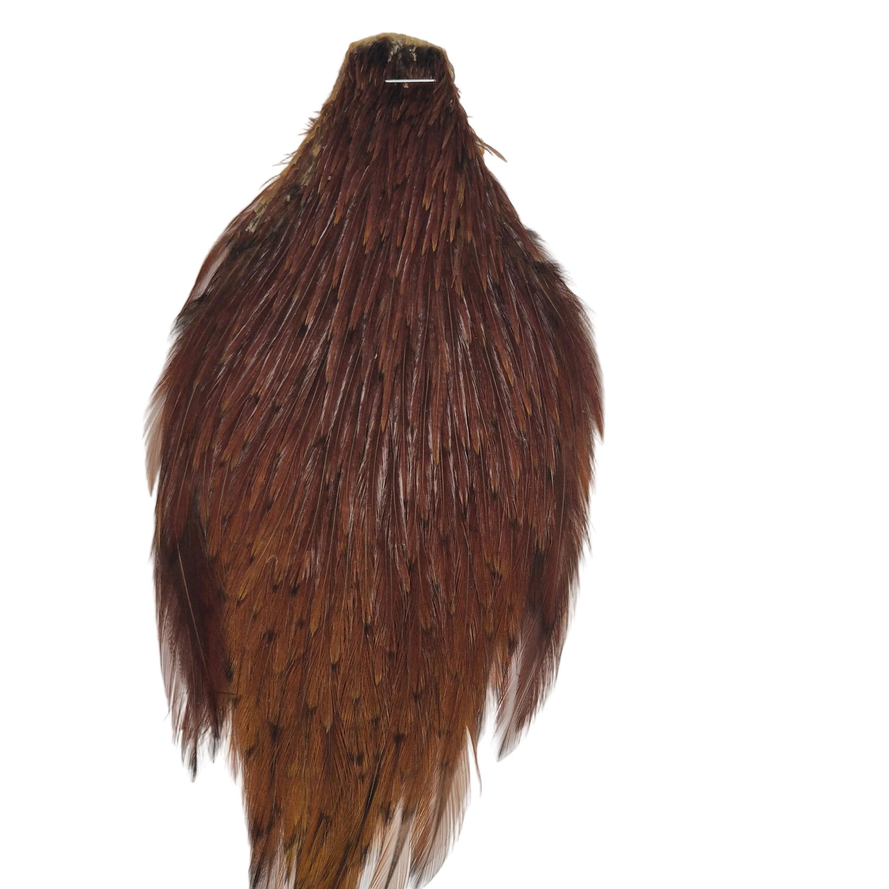 Coachman neck hackle Australia NZ