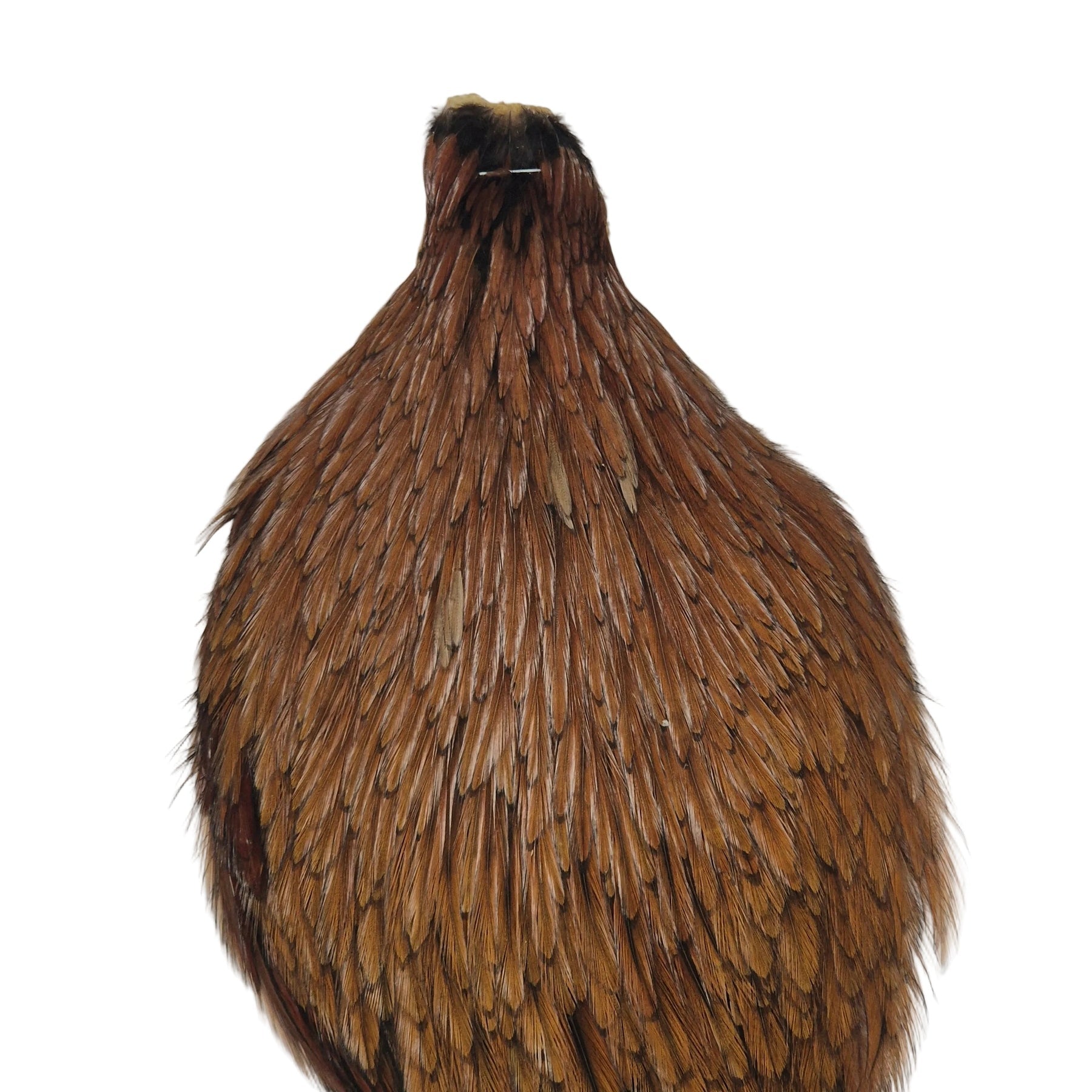 Ginger neck hackle Australia NZ