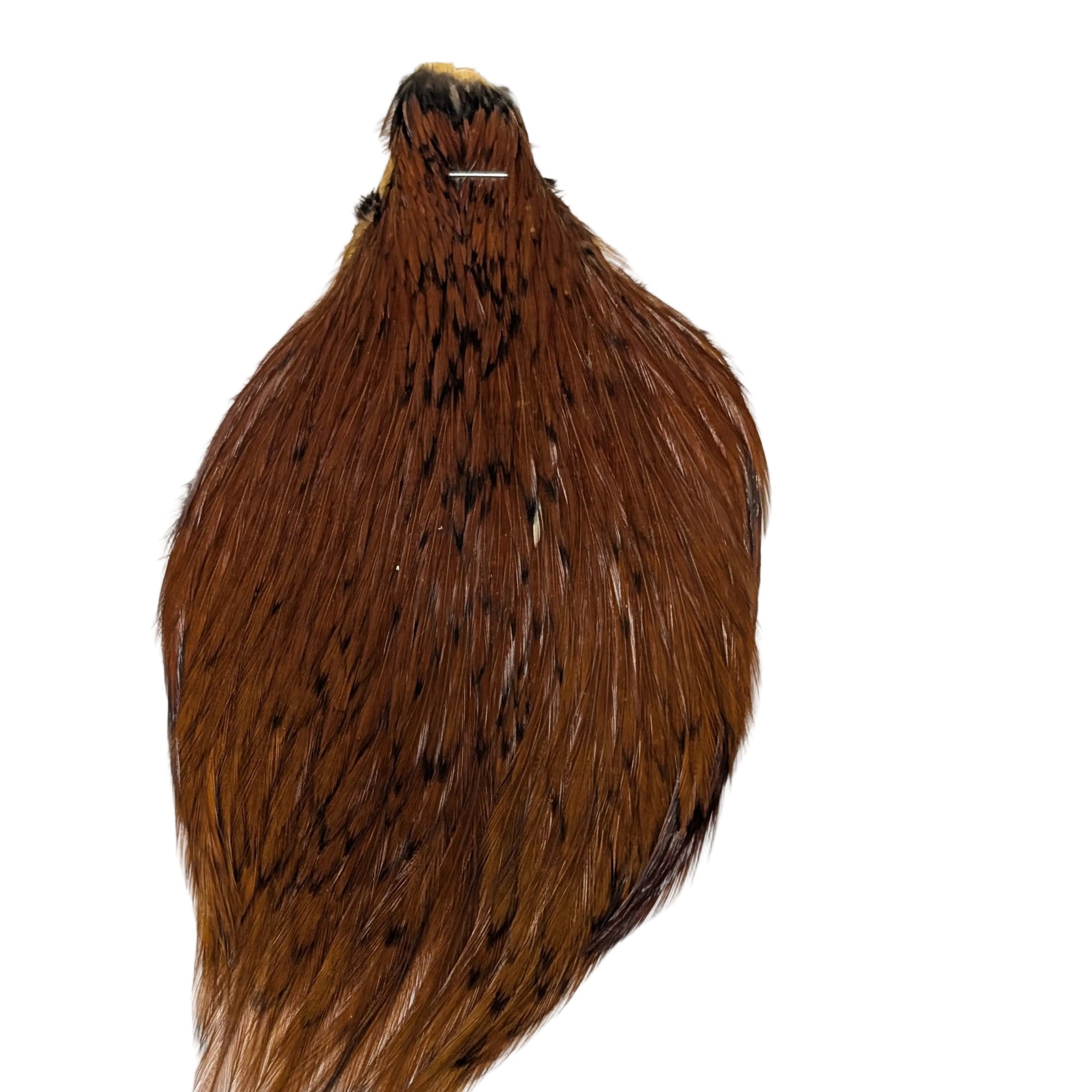 Small Ginger neck hackle Fly tying Australia NZ