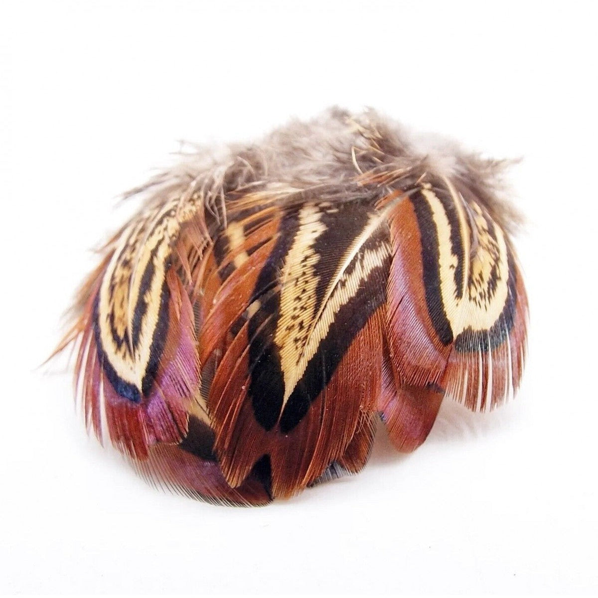 Cock Pheasant Shoulder 2g Australia NZ