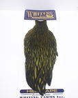 Whiting American Hen Cape