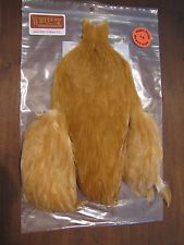 Whiting 4 B's Hen Cape Australia 