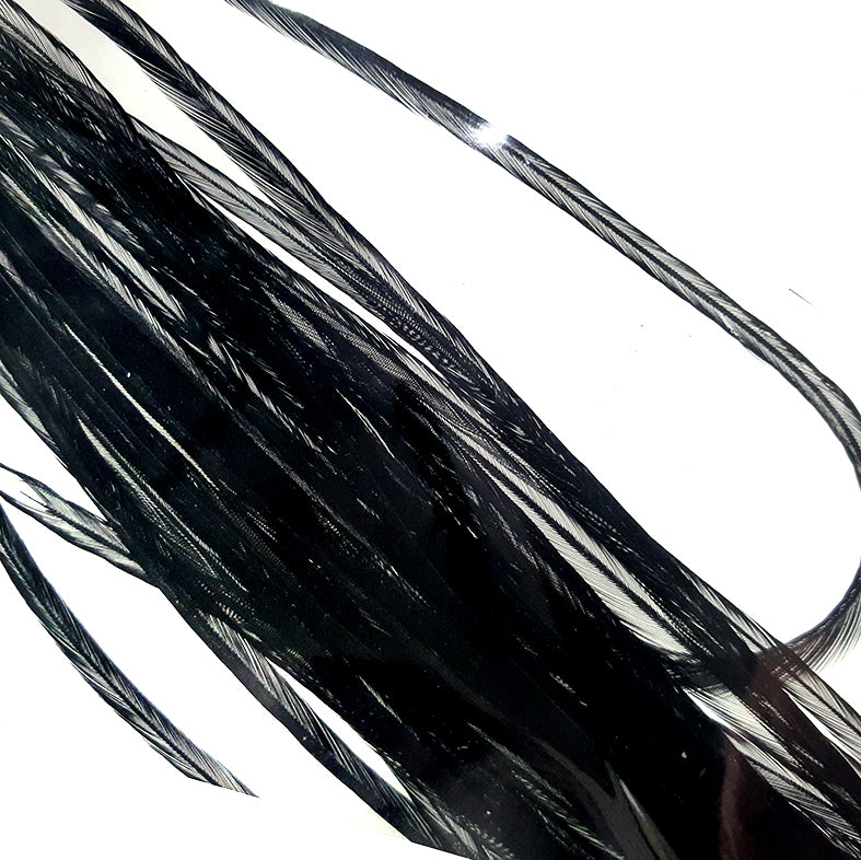 Saddle Black Australia