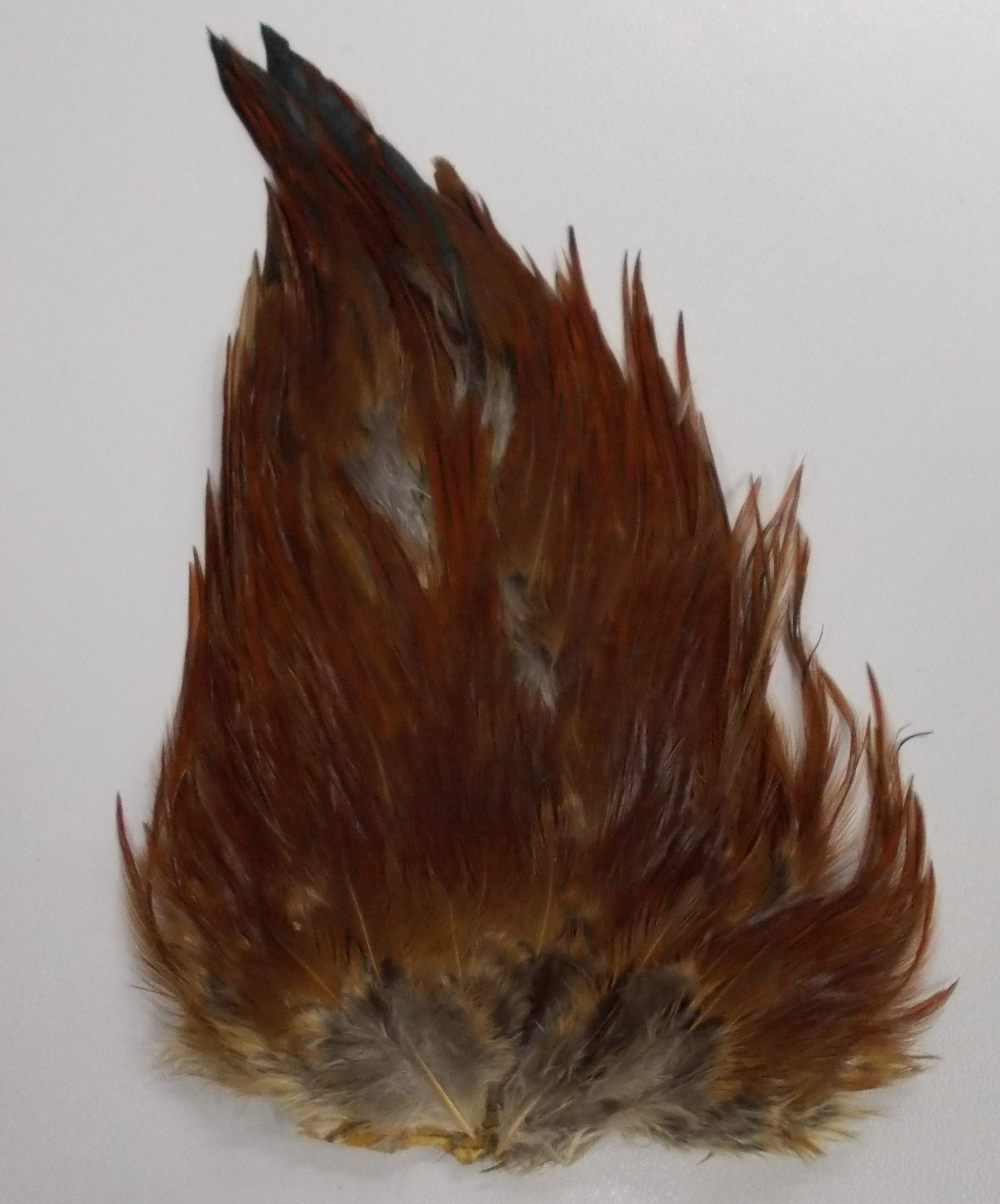 Indian Saddle Patch- Wapsi Australia 