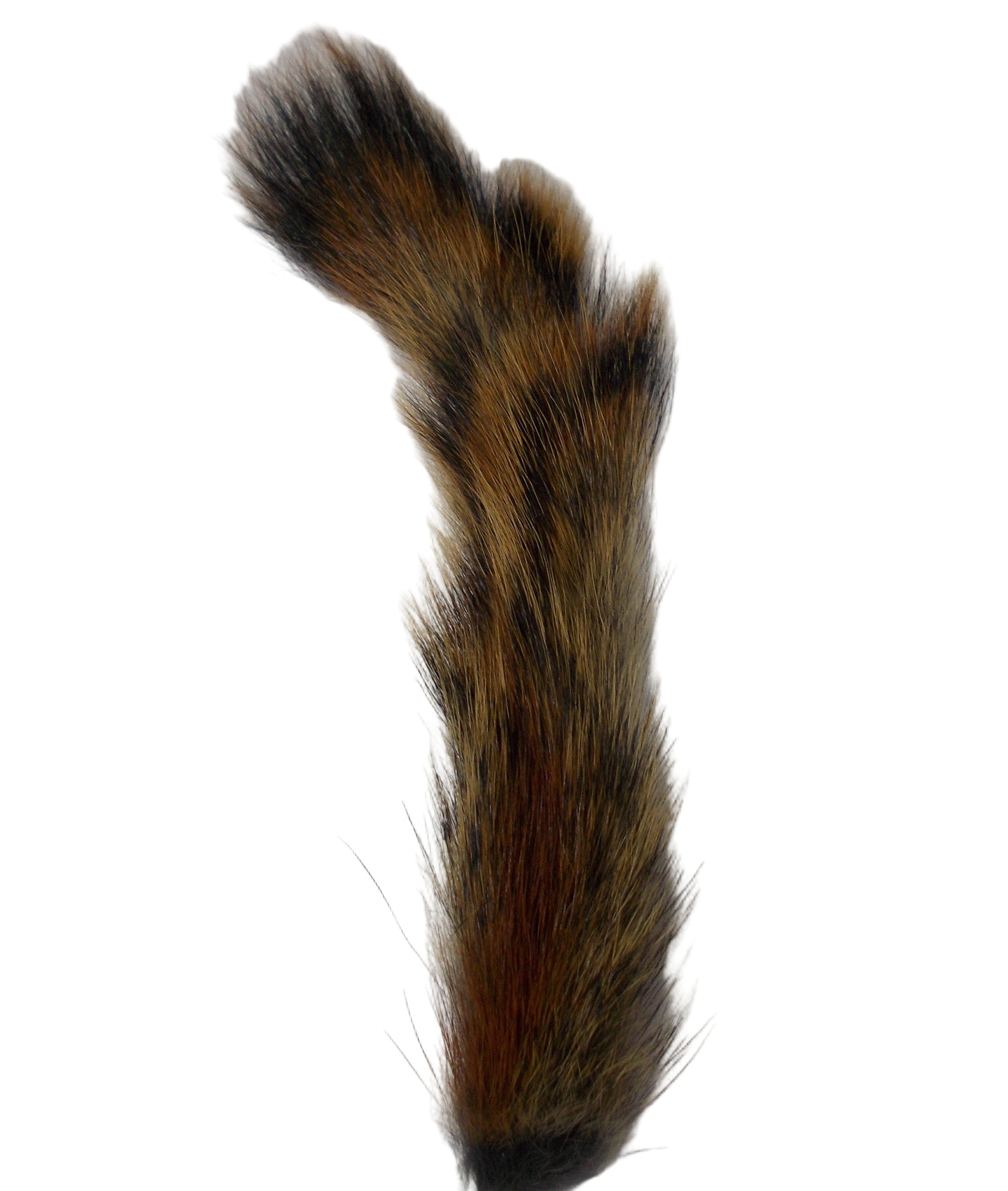 Squirrel Tail Natural Pine Australia