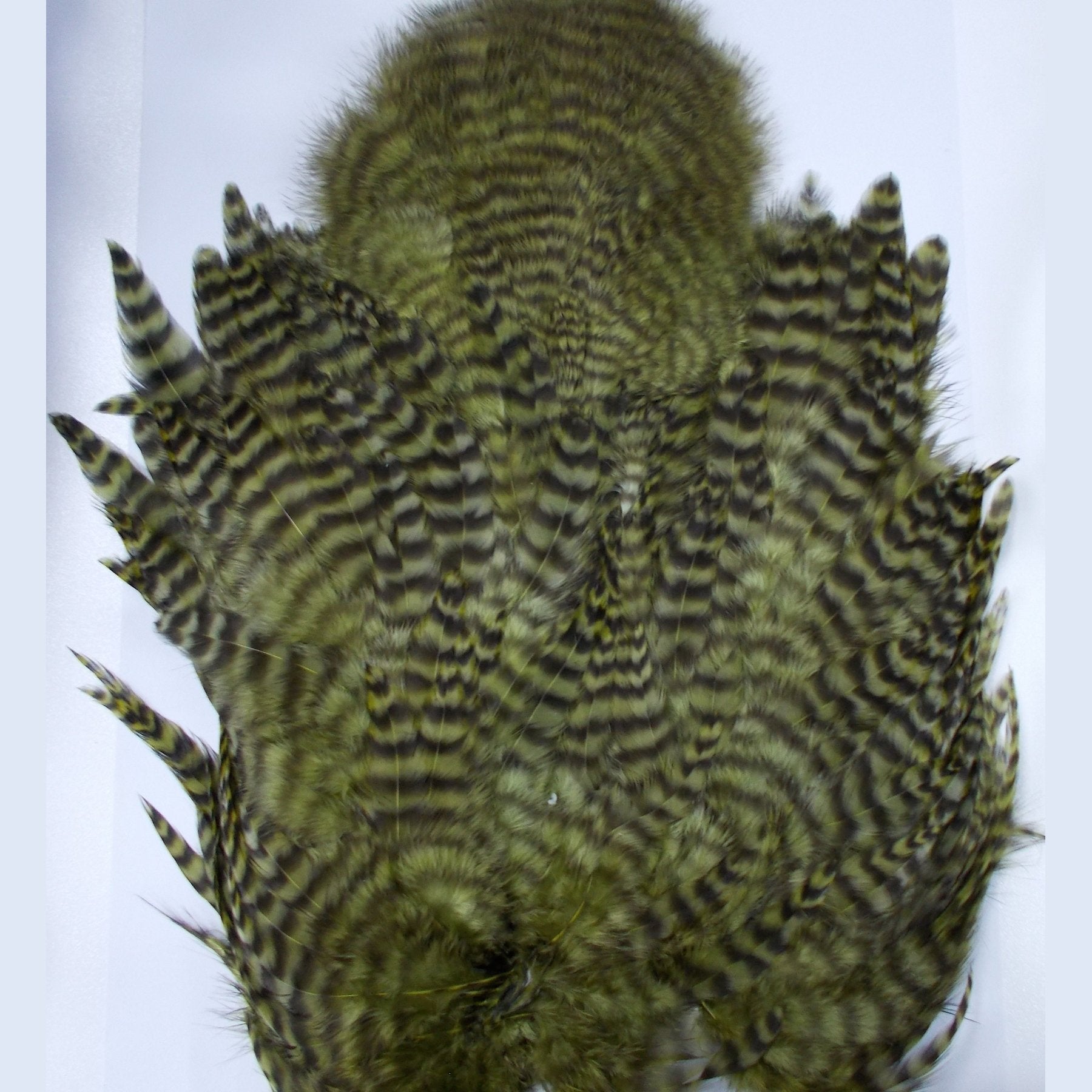 Whiting Rooster soft hackle with chickabou grizzly dark olive Australia Shrek