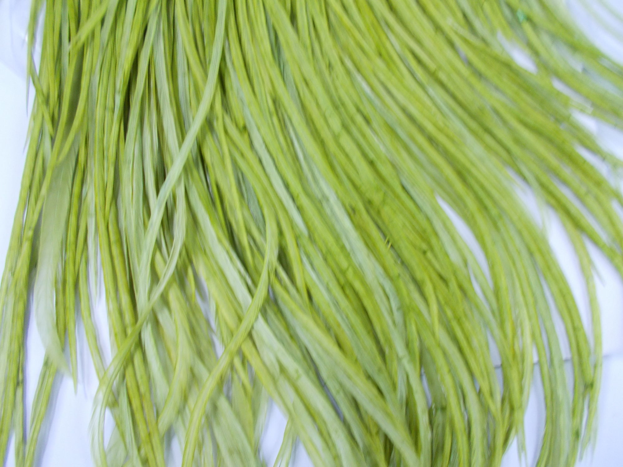 Whiting Pro Grade Dry Fly Saddle White Dyed Olive Australia 