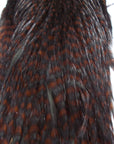 Whiting Hen Hackle Cape Grizzly coachman brown Australia 