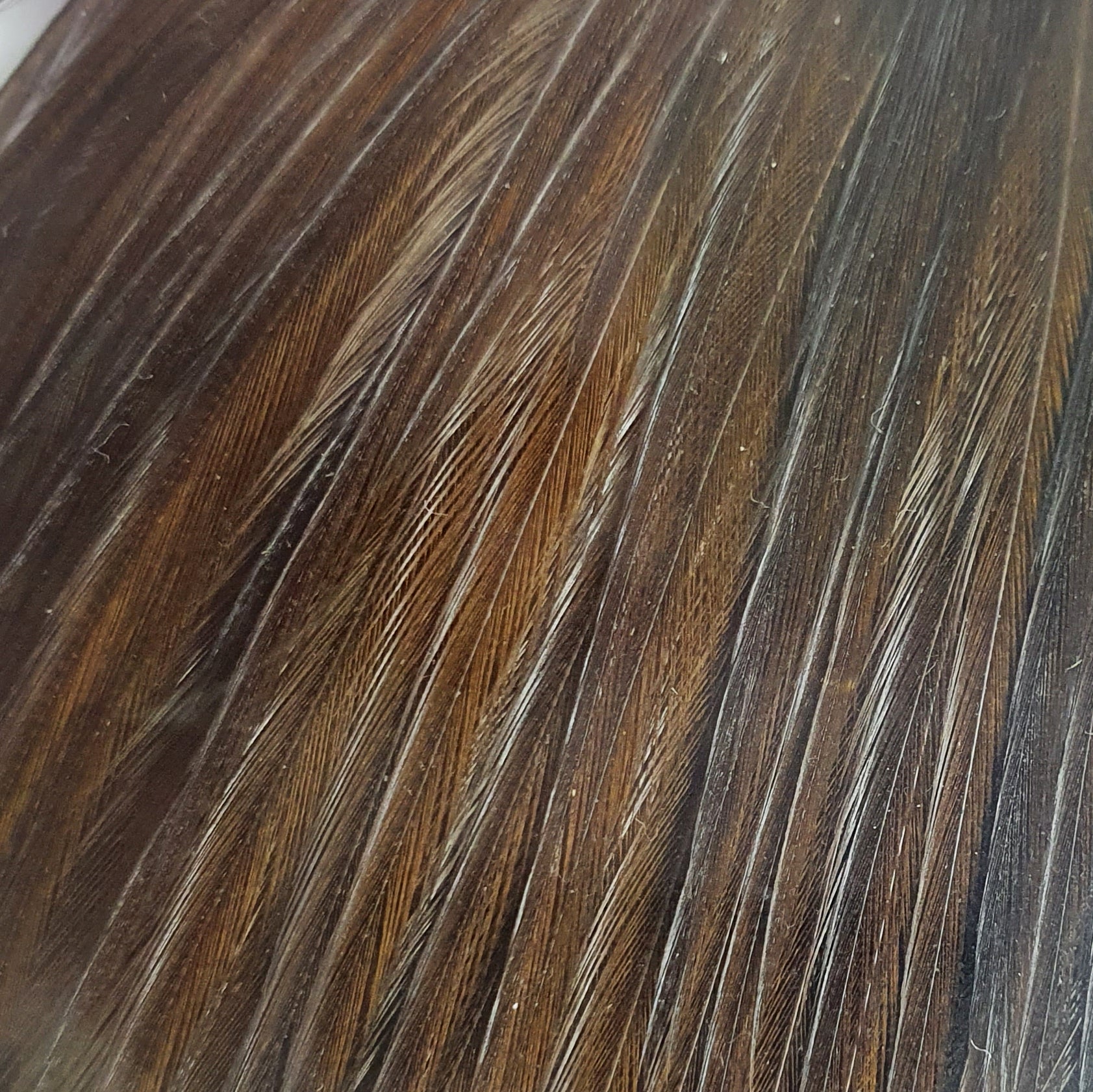 Whiting Half Rooster Cape Dark Brown Dun Australia