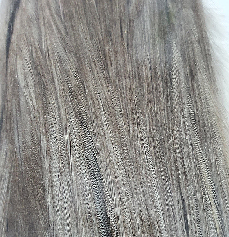 Whiting Half Rooster Cape Dark Champagne Australia