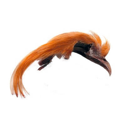 Veniard Golden Pheasant Topping Crest 1st Quality Orange Australia