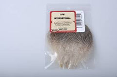 Gadwell_feathers_nat. Australia NZ