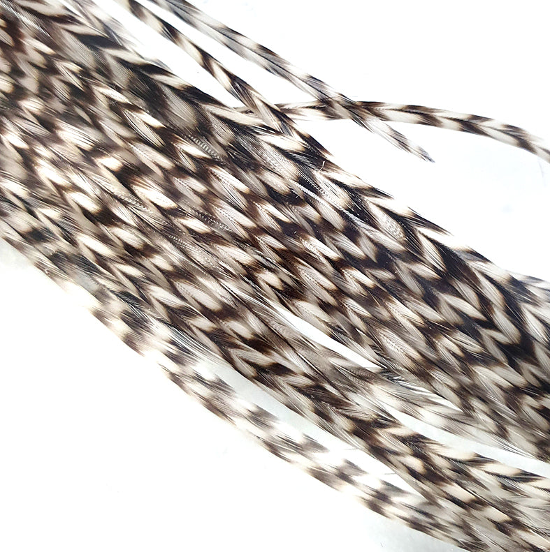 Saddle Grizzly Australia