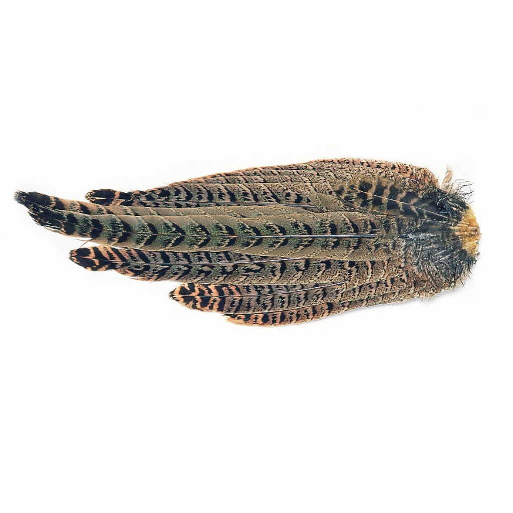 Hen Ringneck Pheasant Complete Tail - Veniard, Australia, NZ