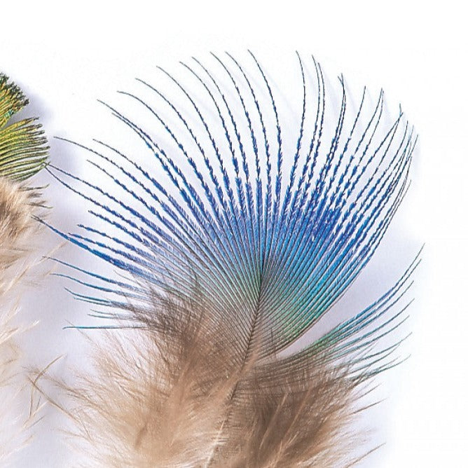 Peacock Blue Neck - Veniard, Fly tying, Fly fishing, Australia, NZ, Goats Toe
