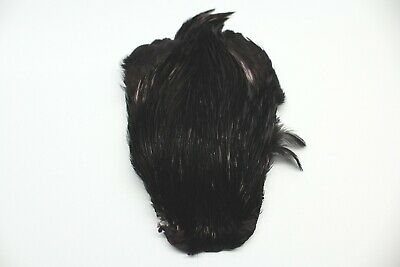 Veniard Indian Hen Cape Australia