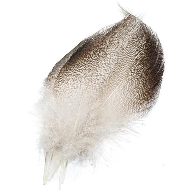 Bronze Mallard -Australia