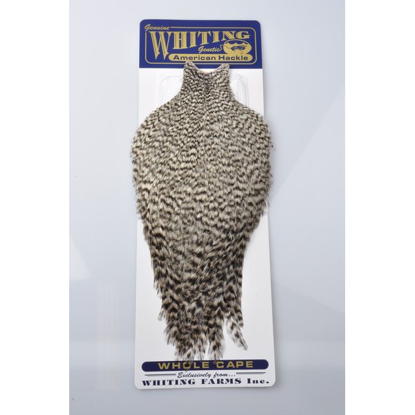 Whiting American Whole Rooster Cape Australia