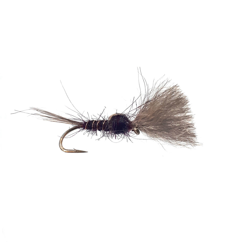 Clarret Possum Brush Flies Australia